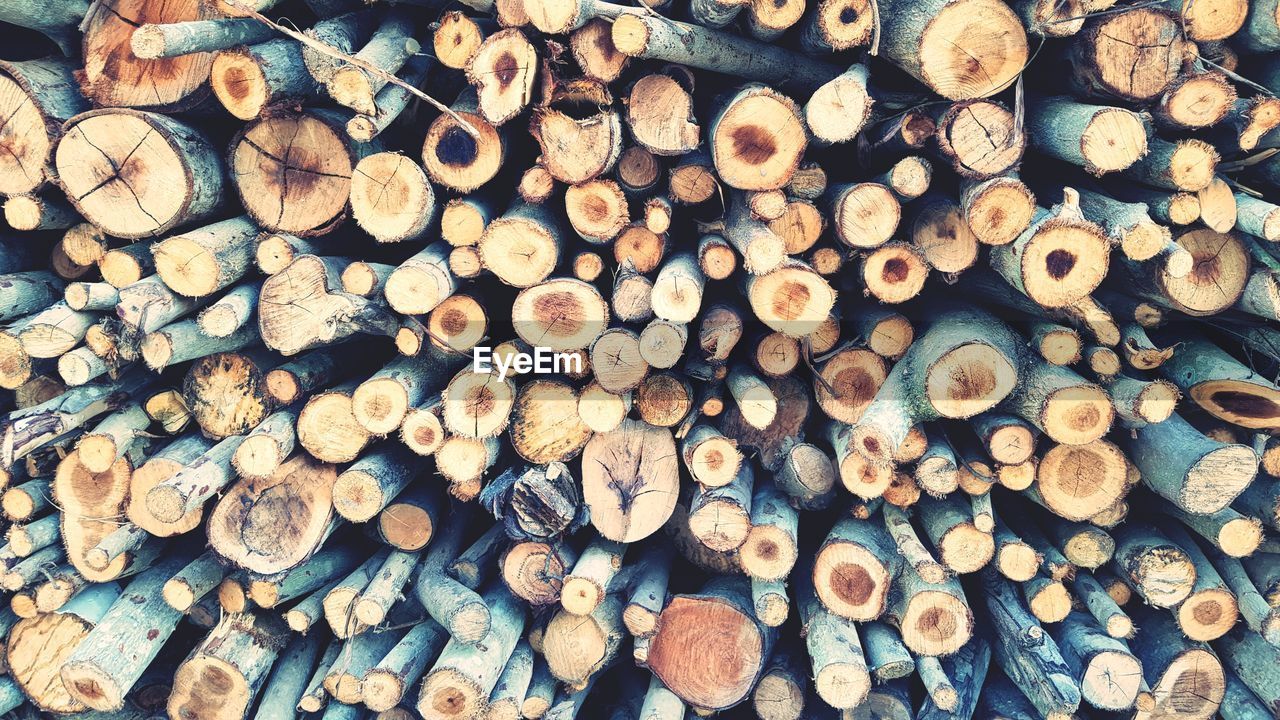 STACK OF LOGS IN FOREST