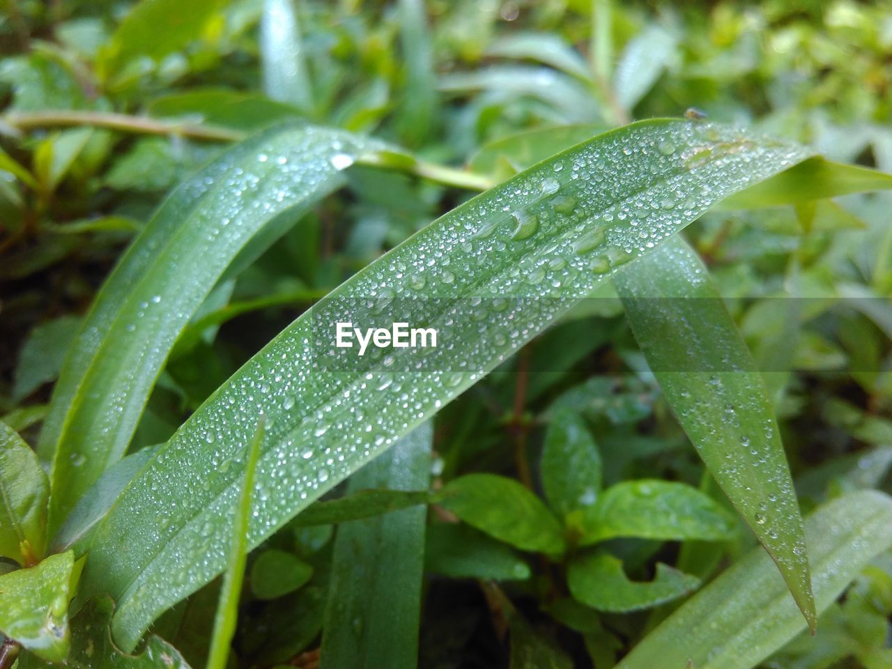 CLOSE-UP OF WATER DROPS ON PLANTS