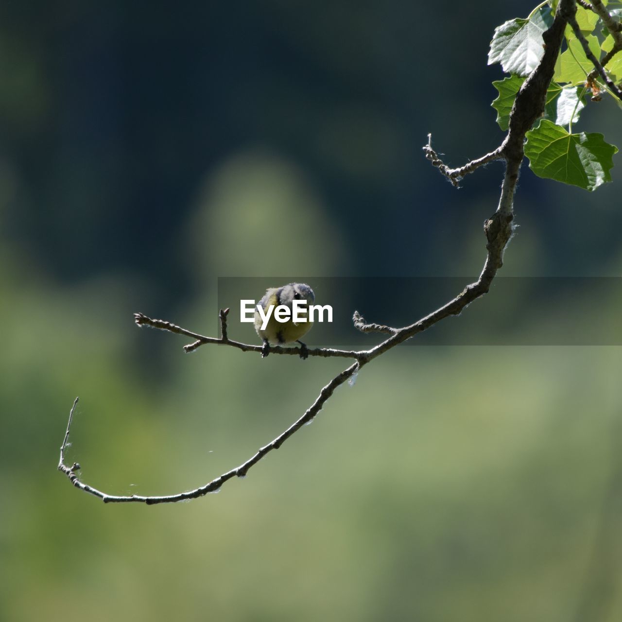 CLOSE-UP OF PLANT ON TWIG