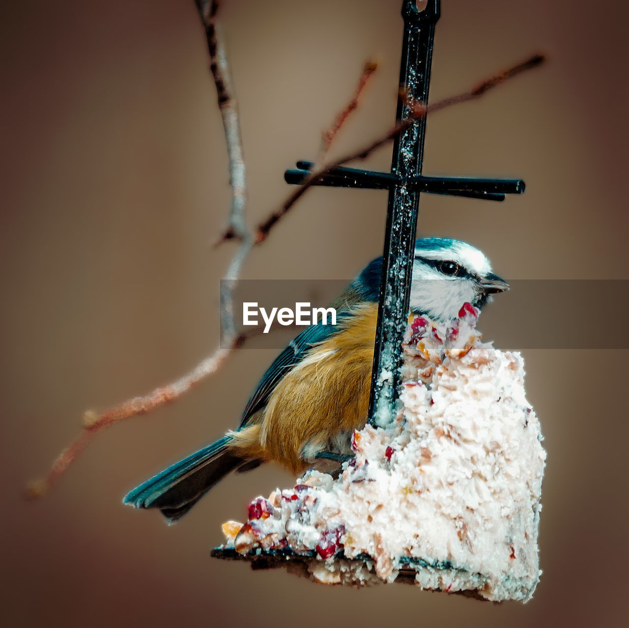 animal themes, animal, bird, animal wildlife, close-up, one animal, wildlife, macro photography, branch, no people, perching, nature, focus on foreground, tree, colored background, multi colored, beauty in nature, wing, animal body part