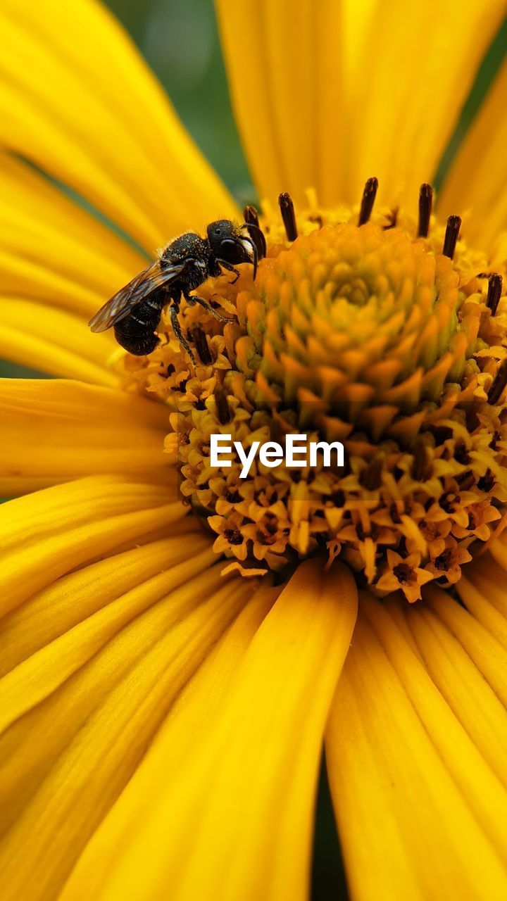 Close-up of insect on yellow flower