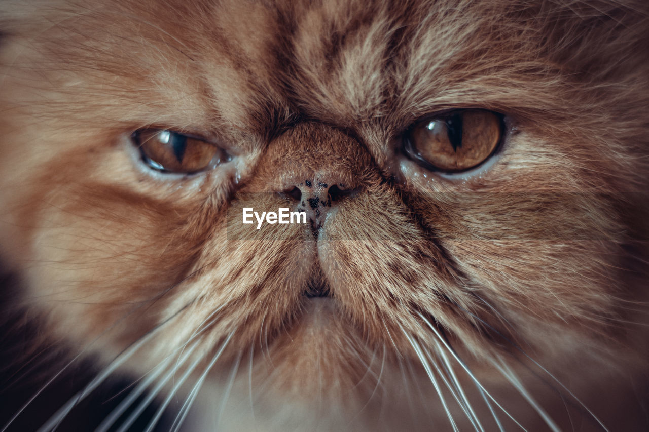 CLOSE-UP PORTRAIT OF CAT WITH EYES