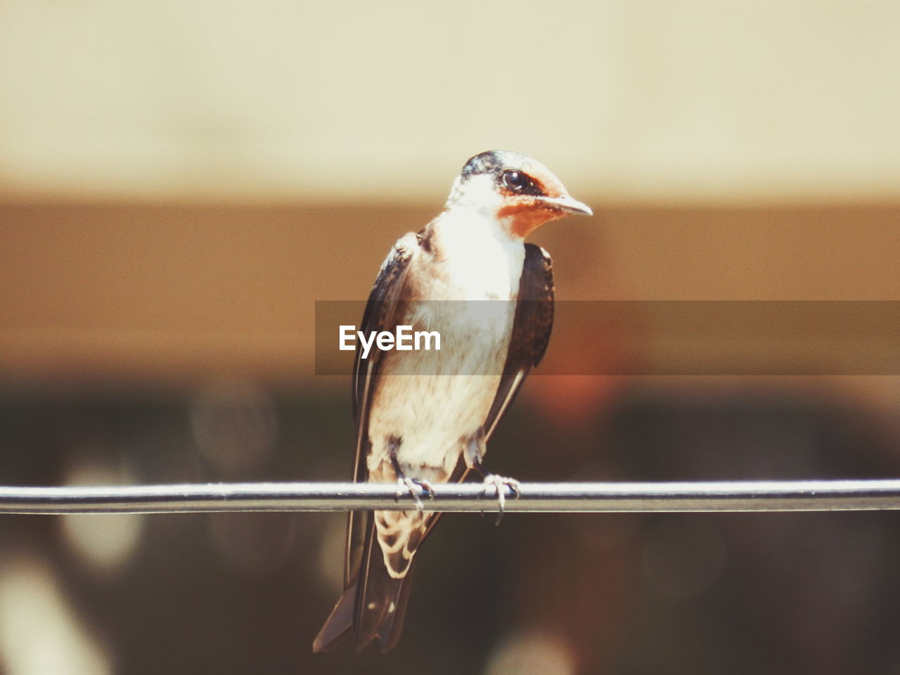 Close-up of bird perching on metallic rod