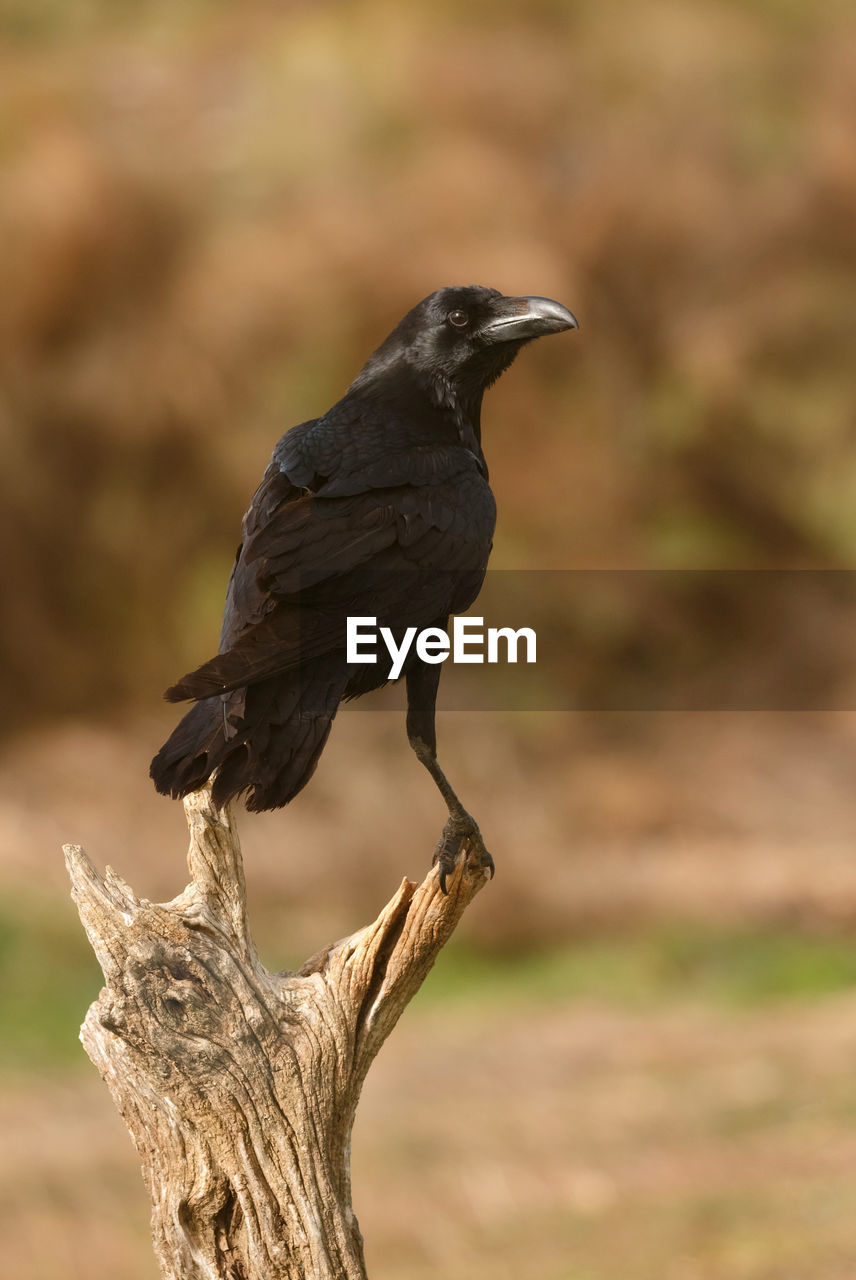 CLOSE-UP OF BIRD PERCHING ON TREE