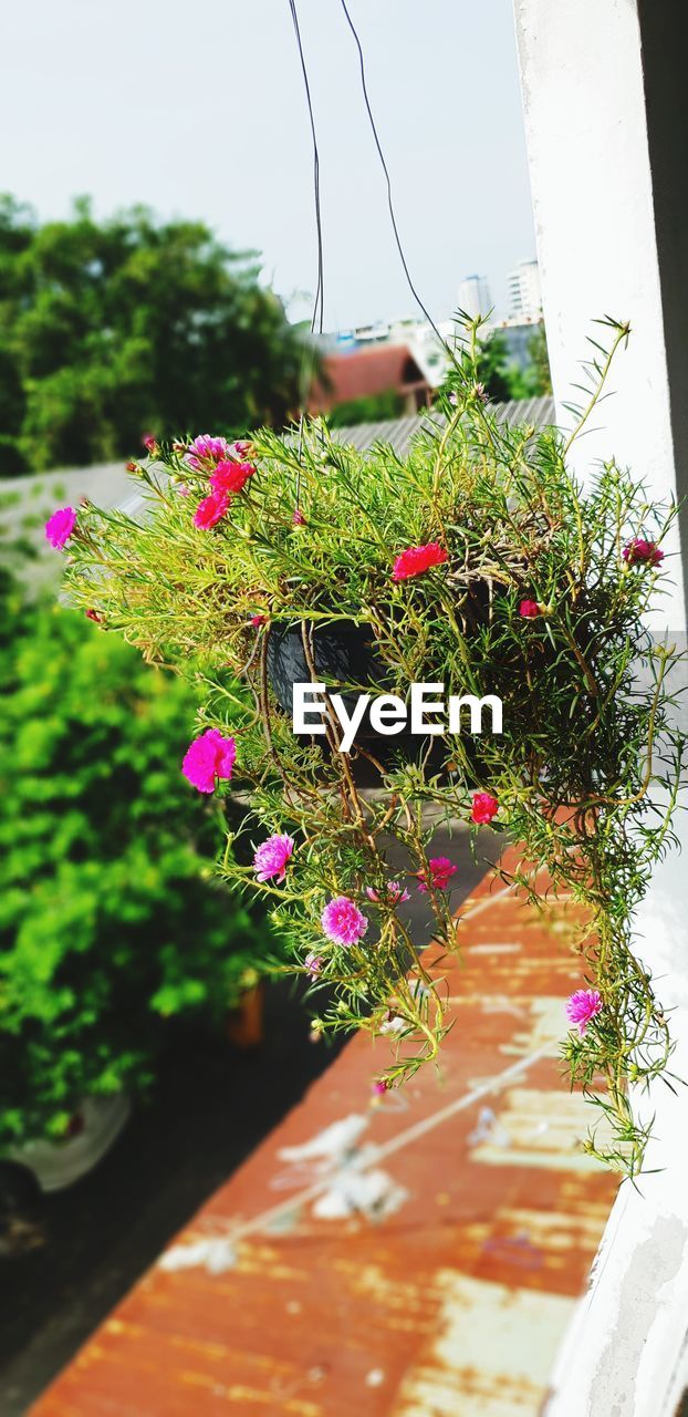 CLOSE-UP OF POTTED PLANT