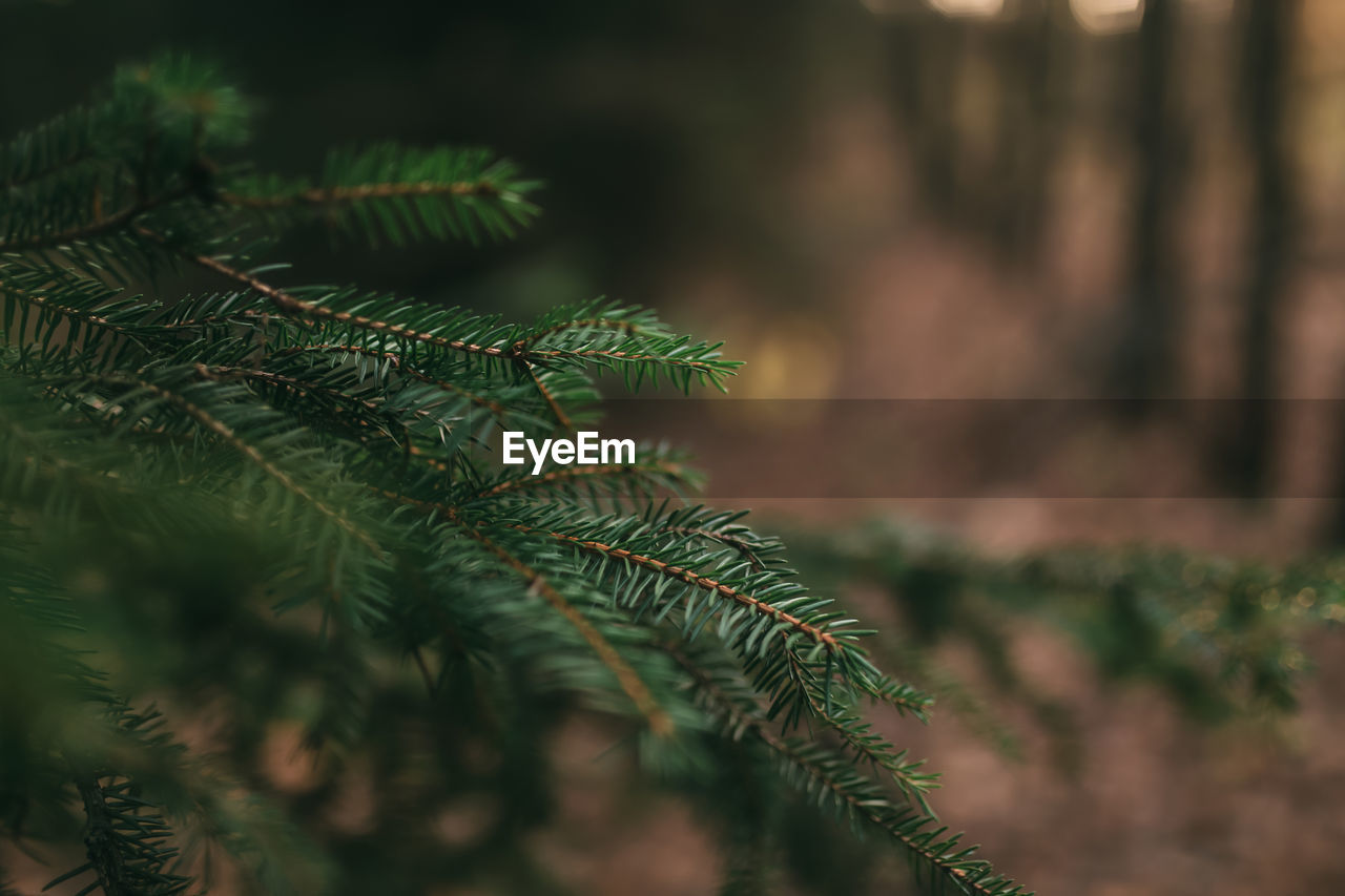 Christmas tree branches, close up of pine needles. high quality photo