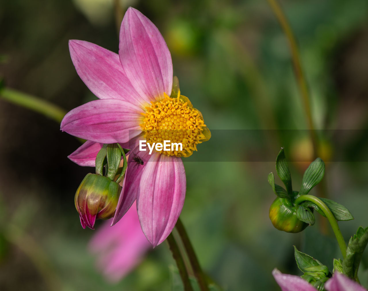 CLOSE-UP OF PINK FLOWER BUD