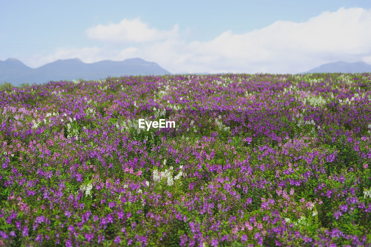 Purple flowering plants on field against sky