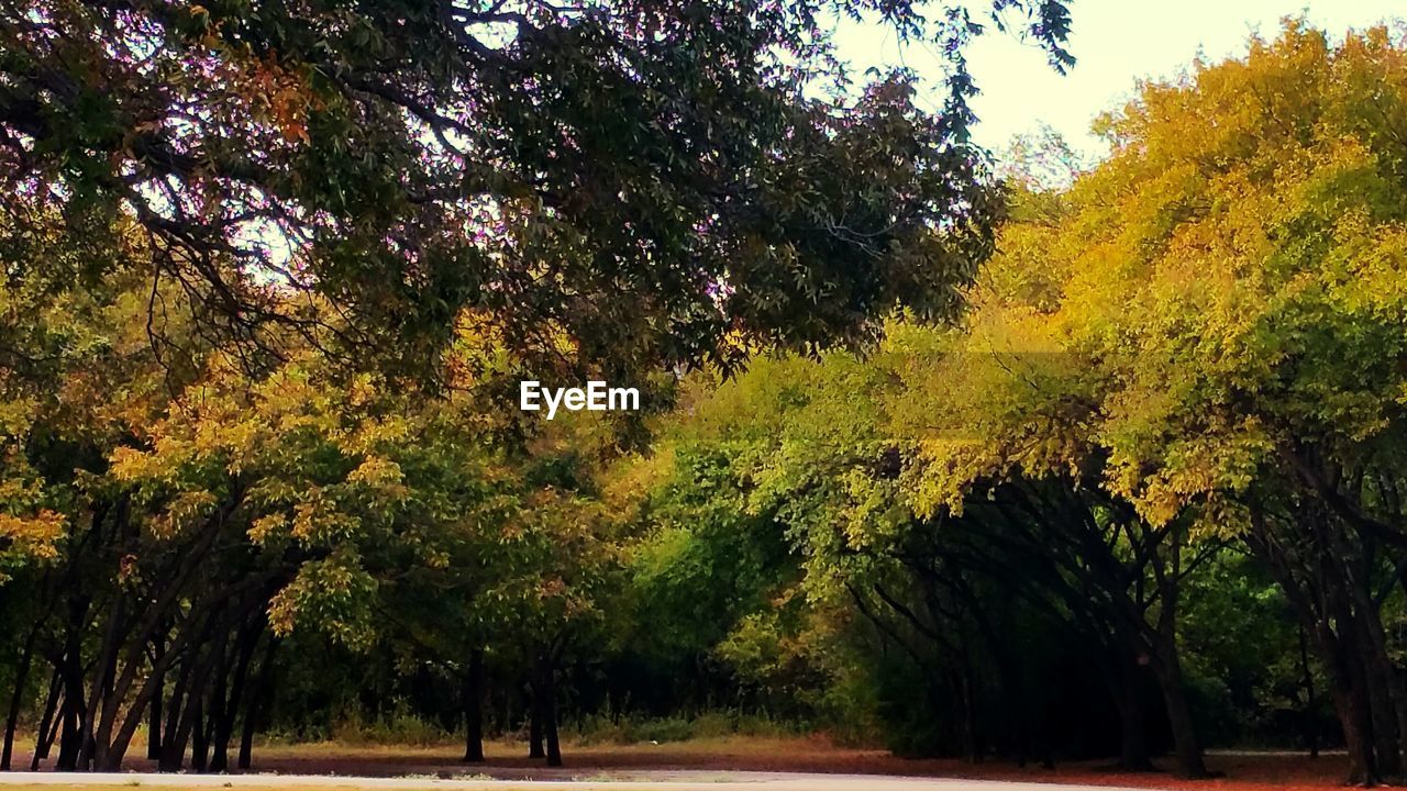 TREES IN A ROW