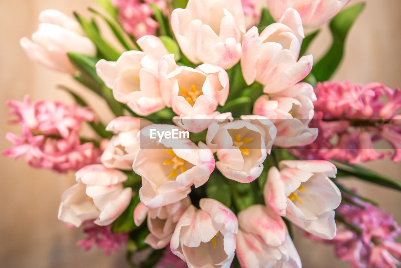 Close-up of pink flowers