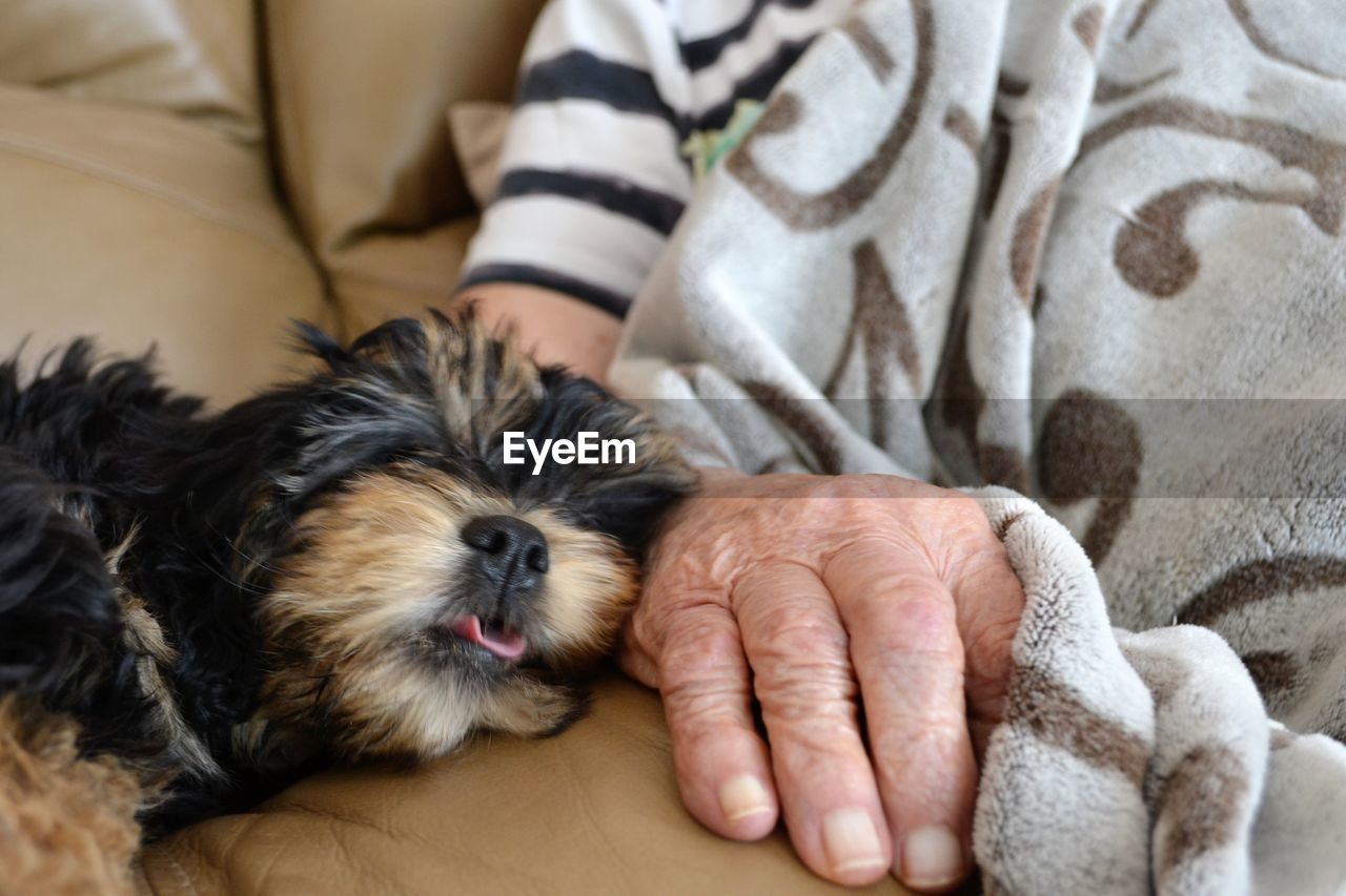 Puppy comforting elderly woman
