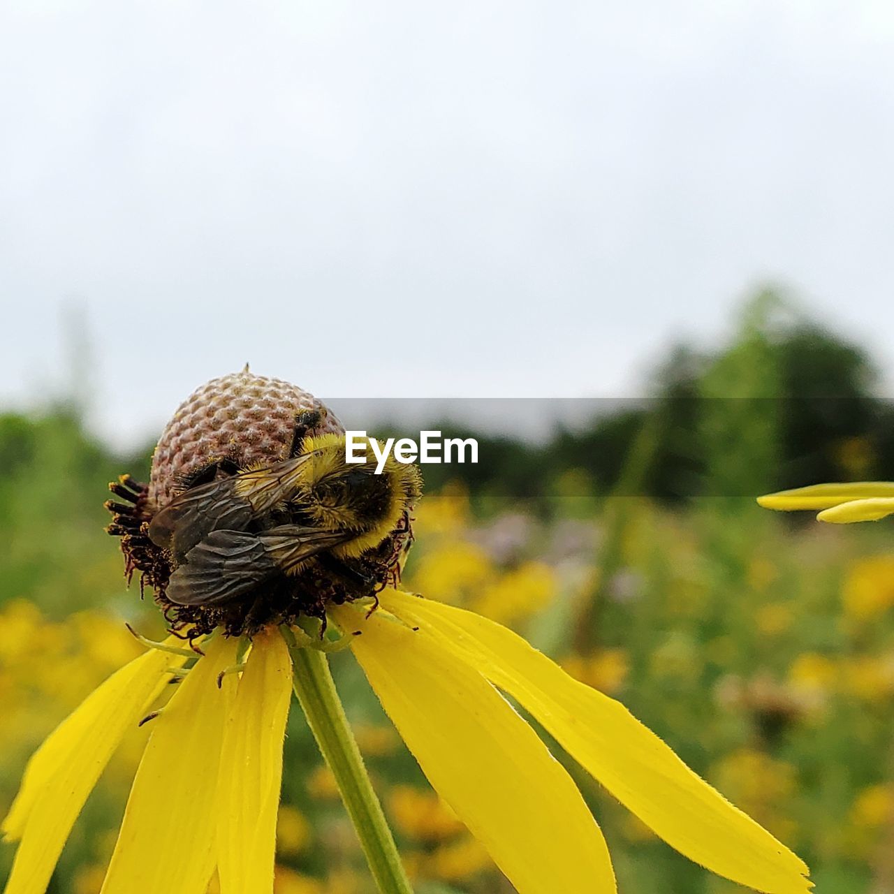 CLOSE-UP OF INSECT ON YELLOW FLOWER