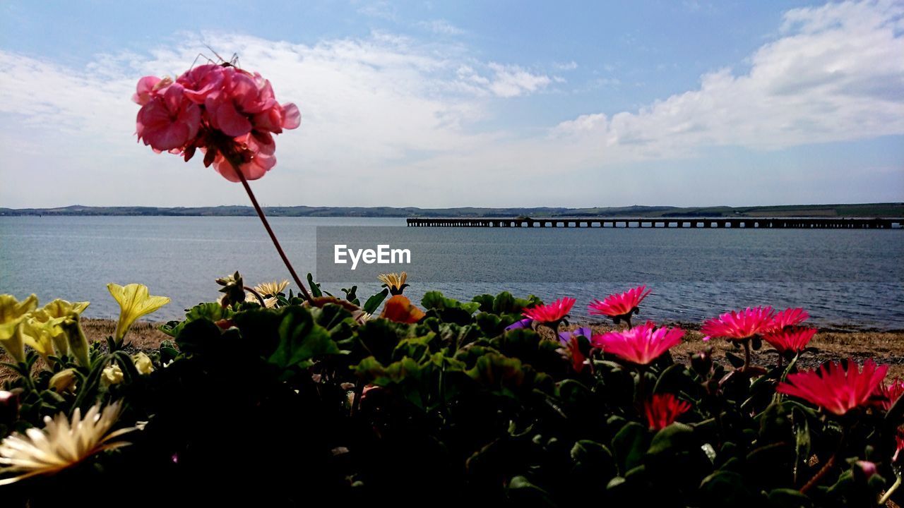 CLOSE-UP OF PINK FLOWERING PLANTS AGAINST SEA