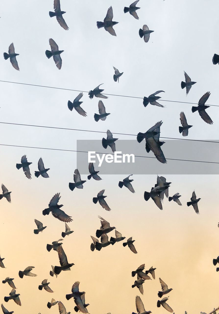 Low angle view of birds flying against sky