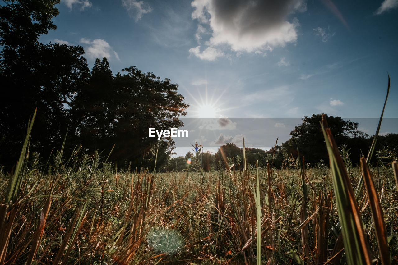 TREES ON FIELD AGAINST SKY