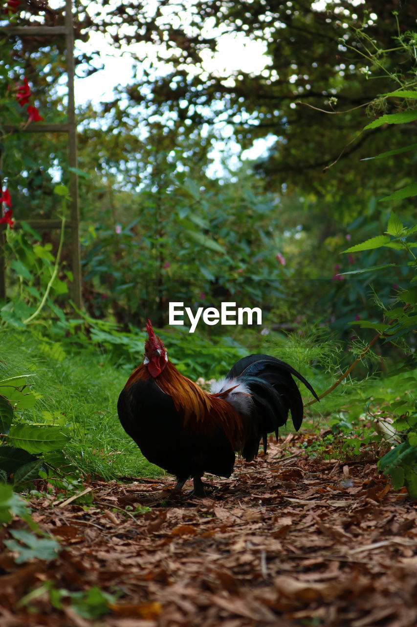 VIEW OF BIRD ON FIELD