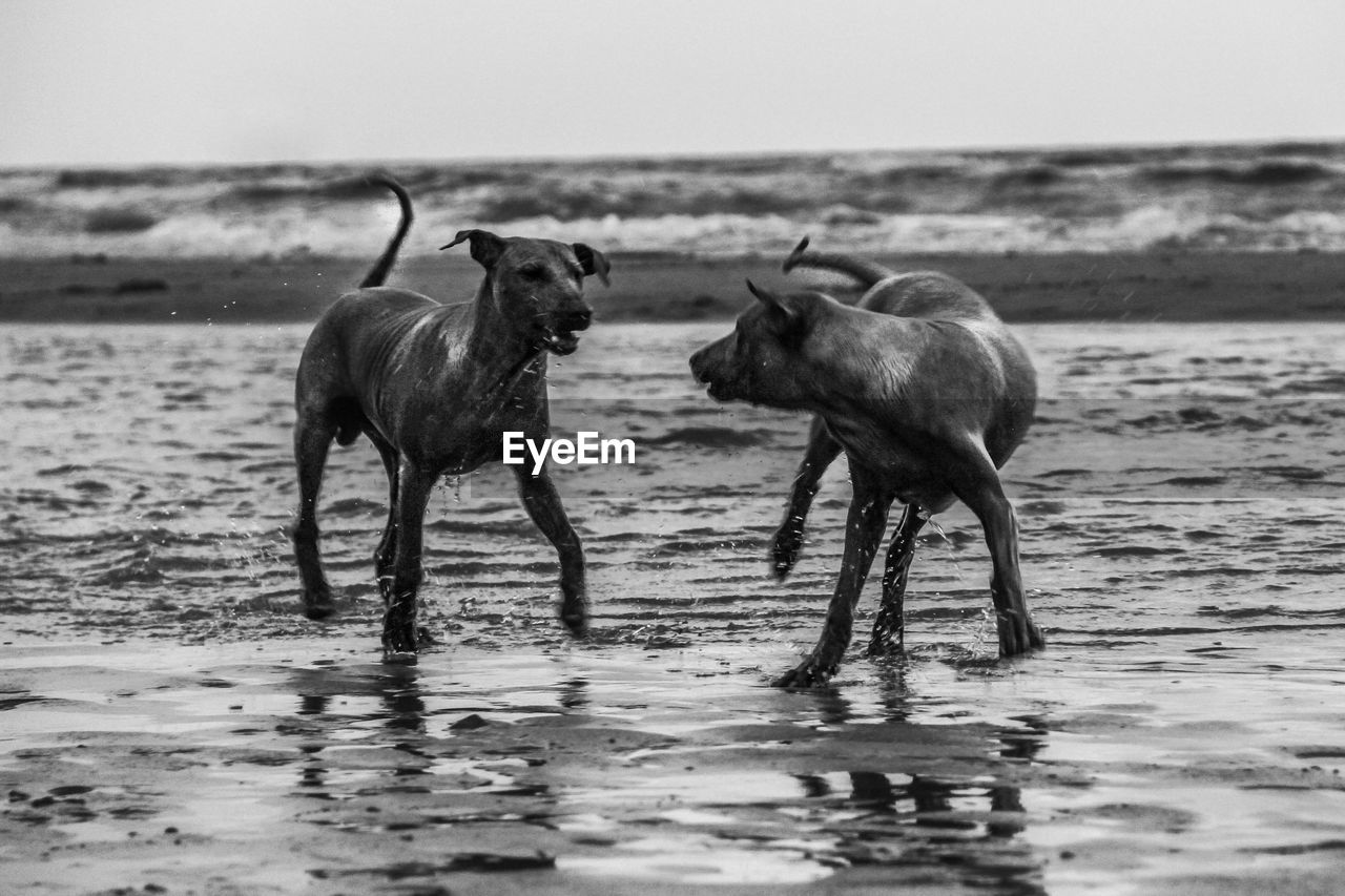 TWO DOGS ON WATER