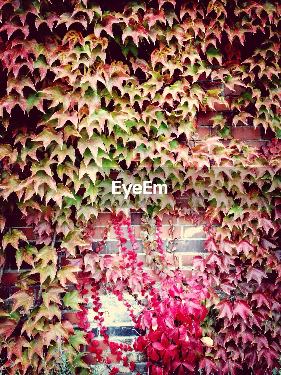 Full frame shot of ivy growing on wall during autumn