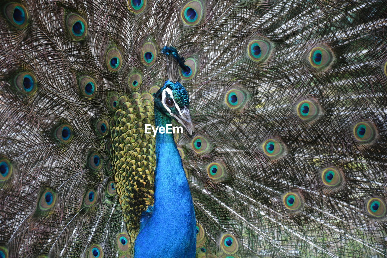 Close-up of peacock with fanned out feathers