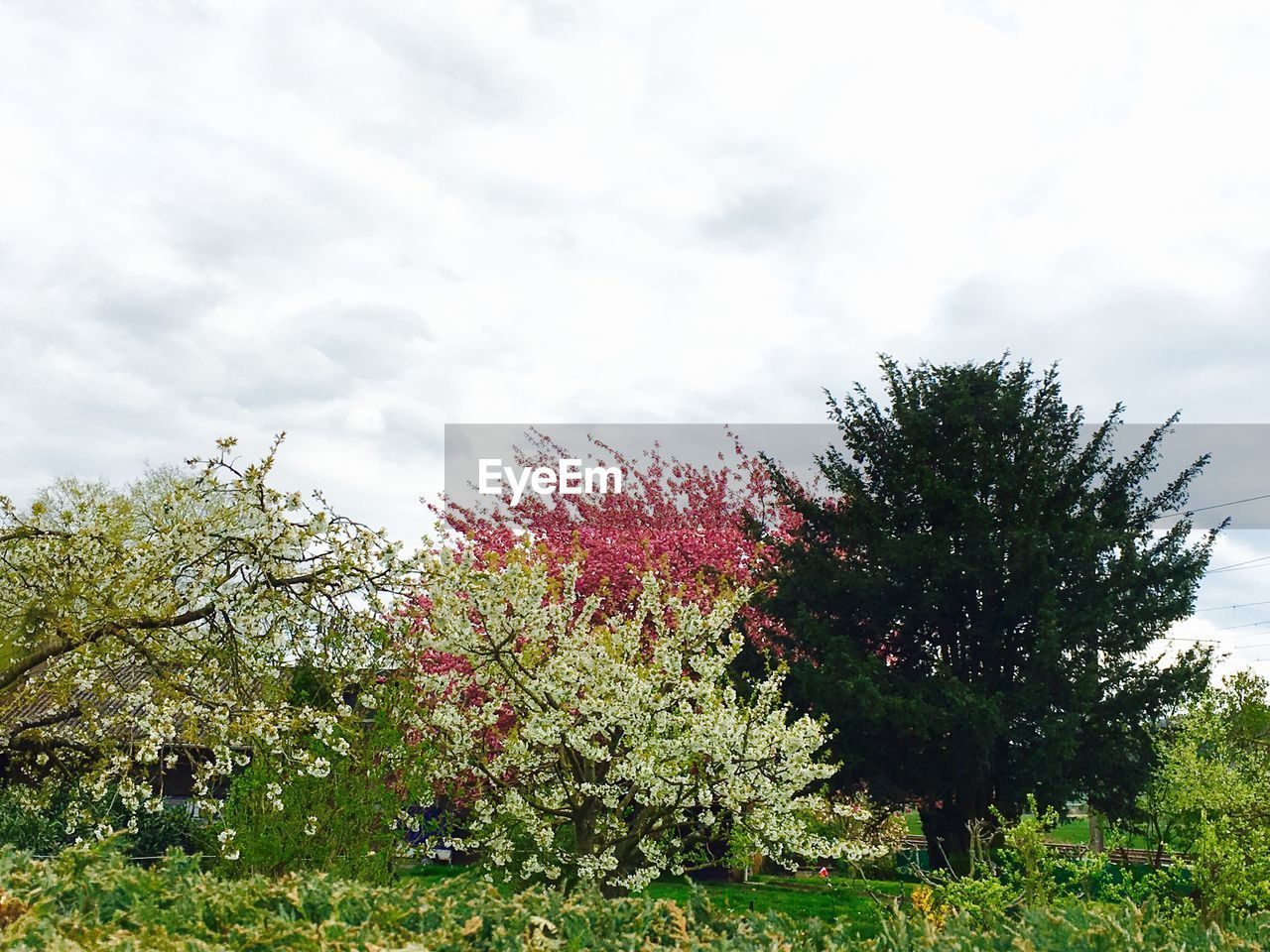 LOW ANGLE VIEW OF TREES AGAINST SKY