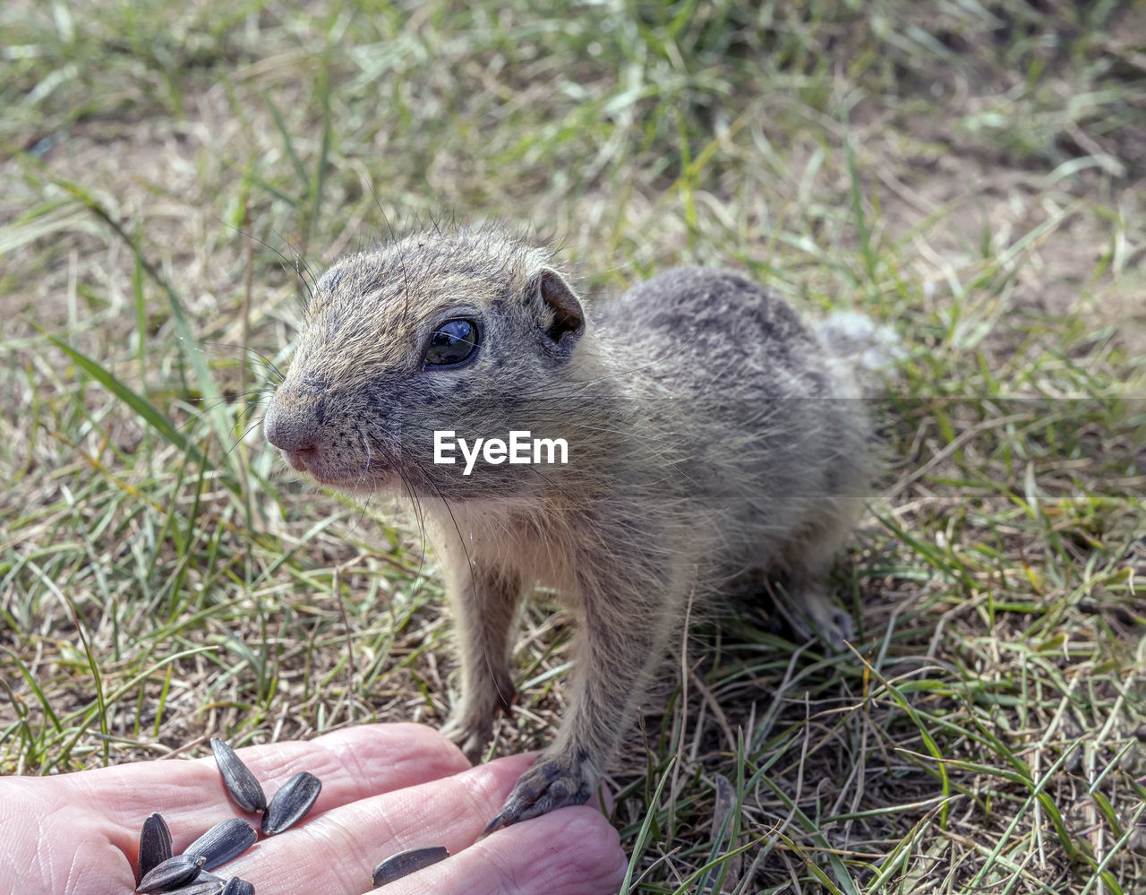 animal themes, animal, animal wildlife, one animal, hand, wildlife, mammal, rodent, holding, squirrel, one person, close-up, whiskers, grass, day, nature, eating, focus on foreground, outdoors, plant, finger