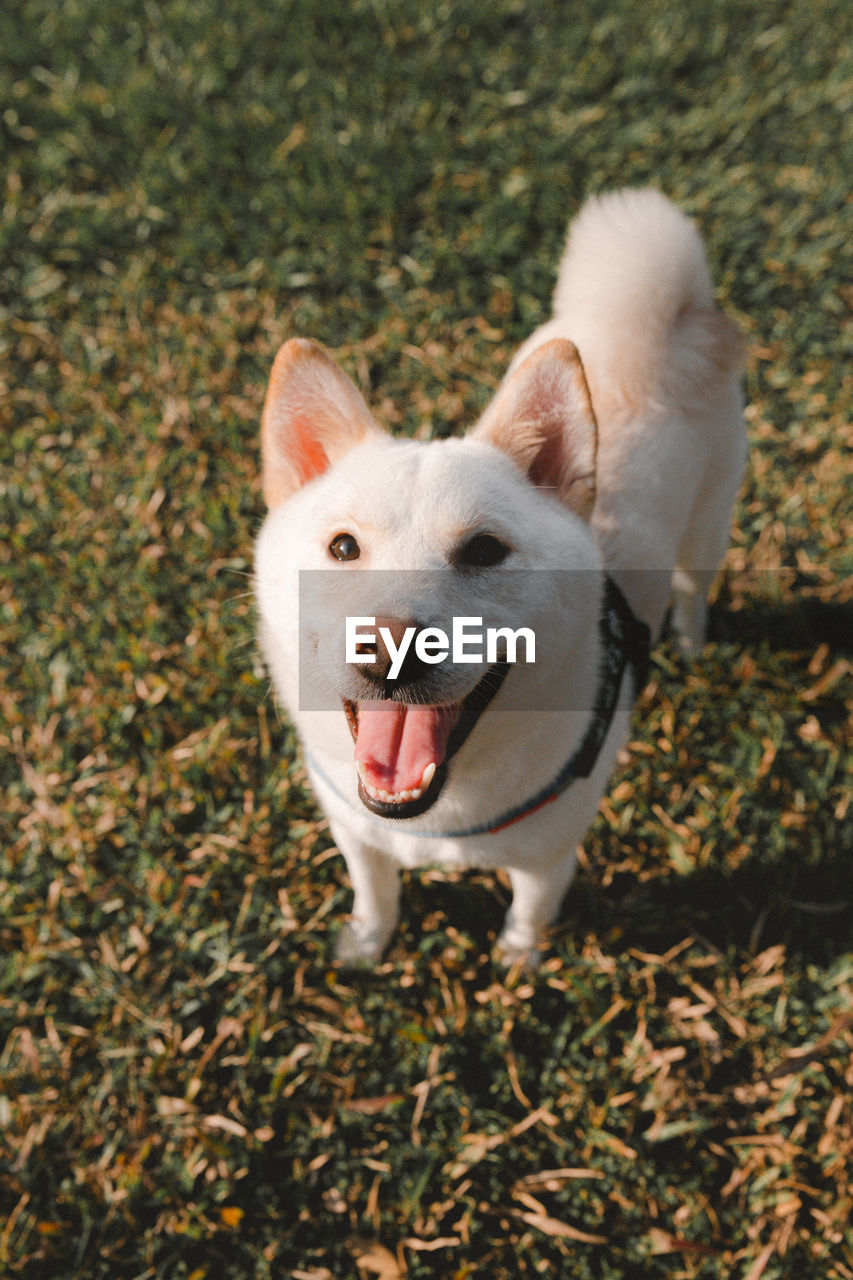 HIGH ANGLE VIEW OF DOG STANDING IN GRASS