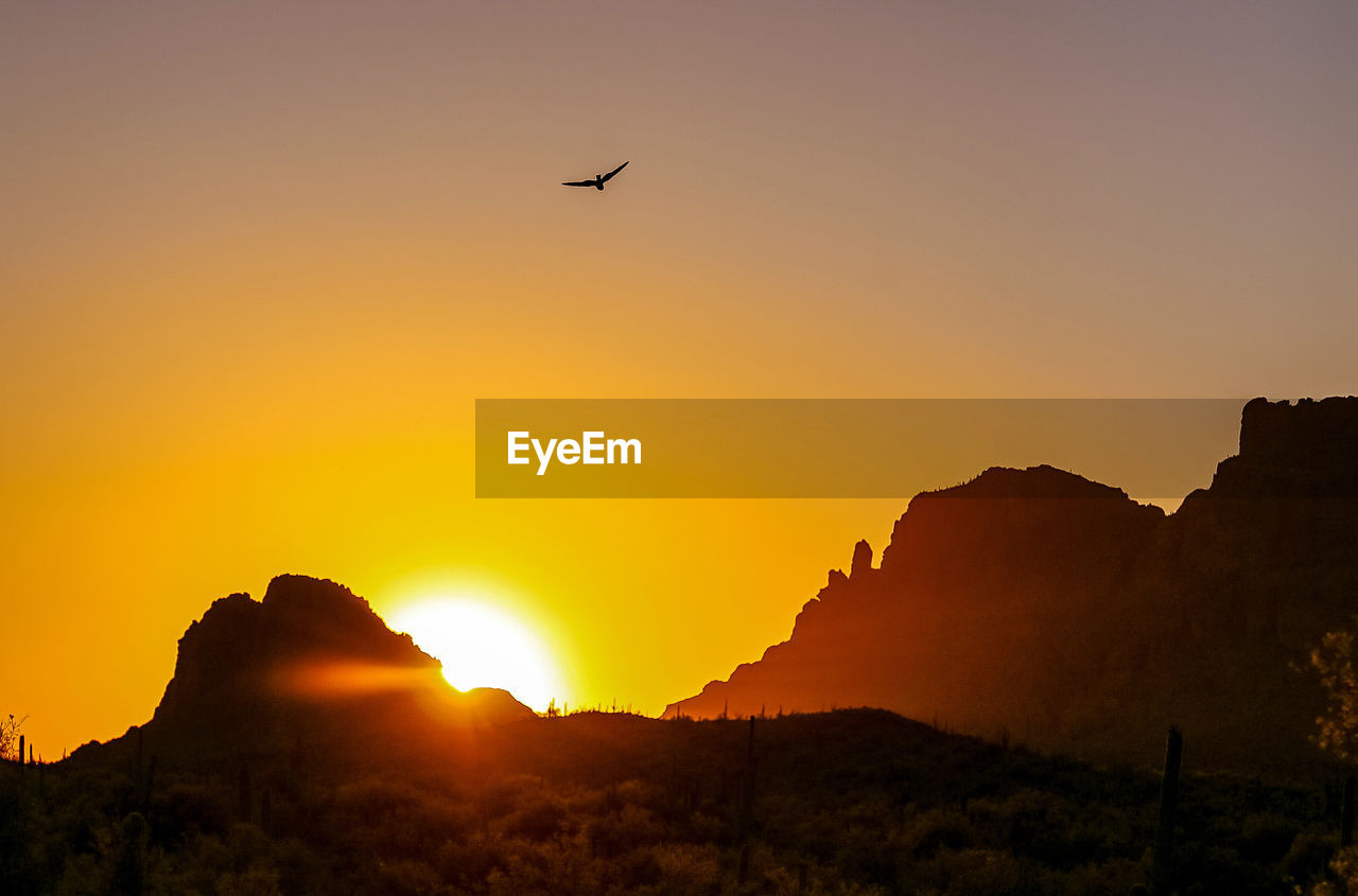 Silhouette of bird flying in sky during sunset