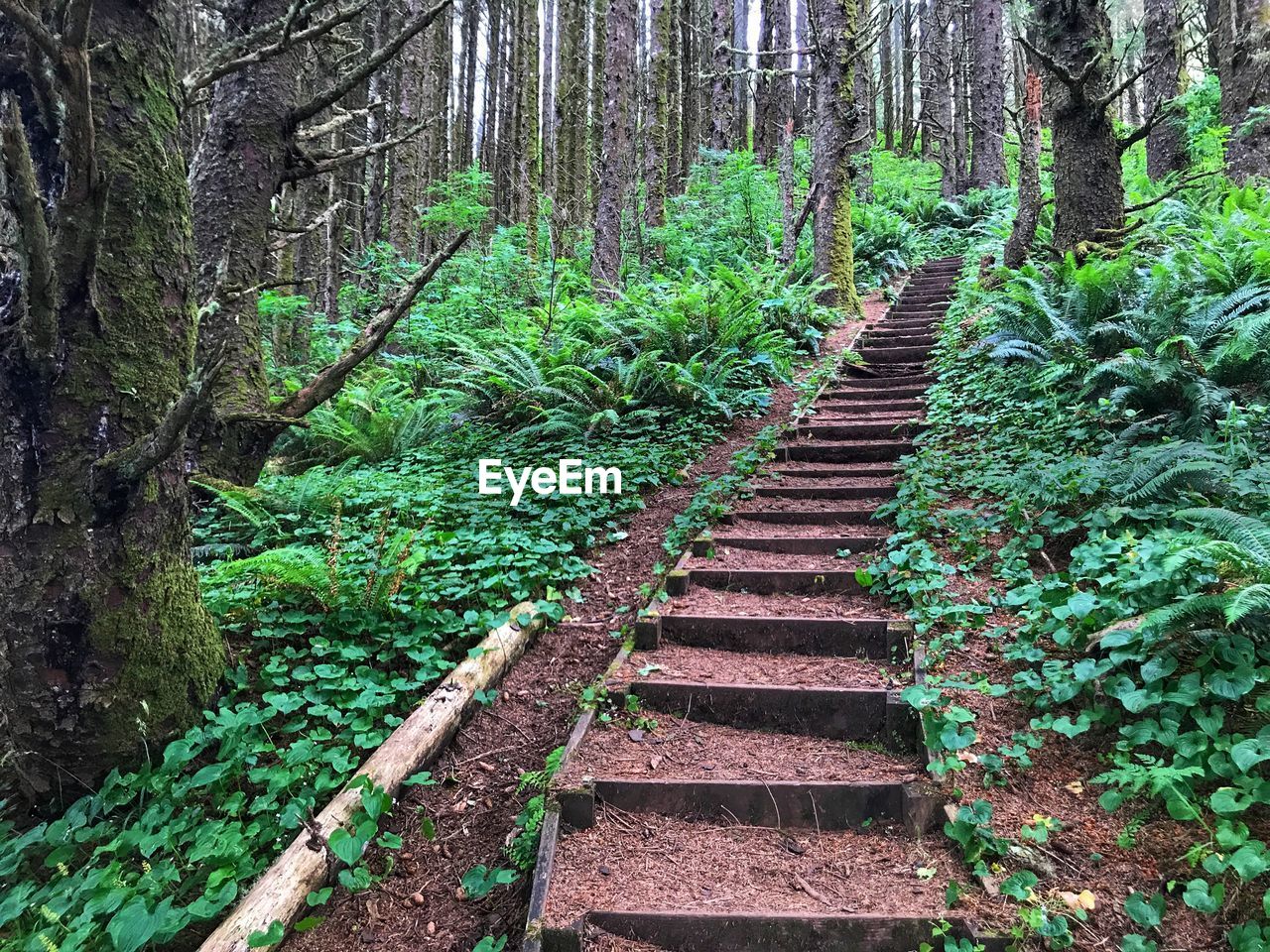 Trail amidst trees in forest