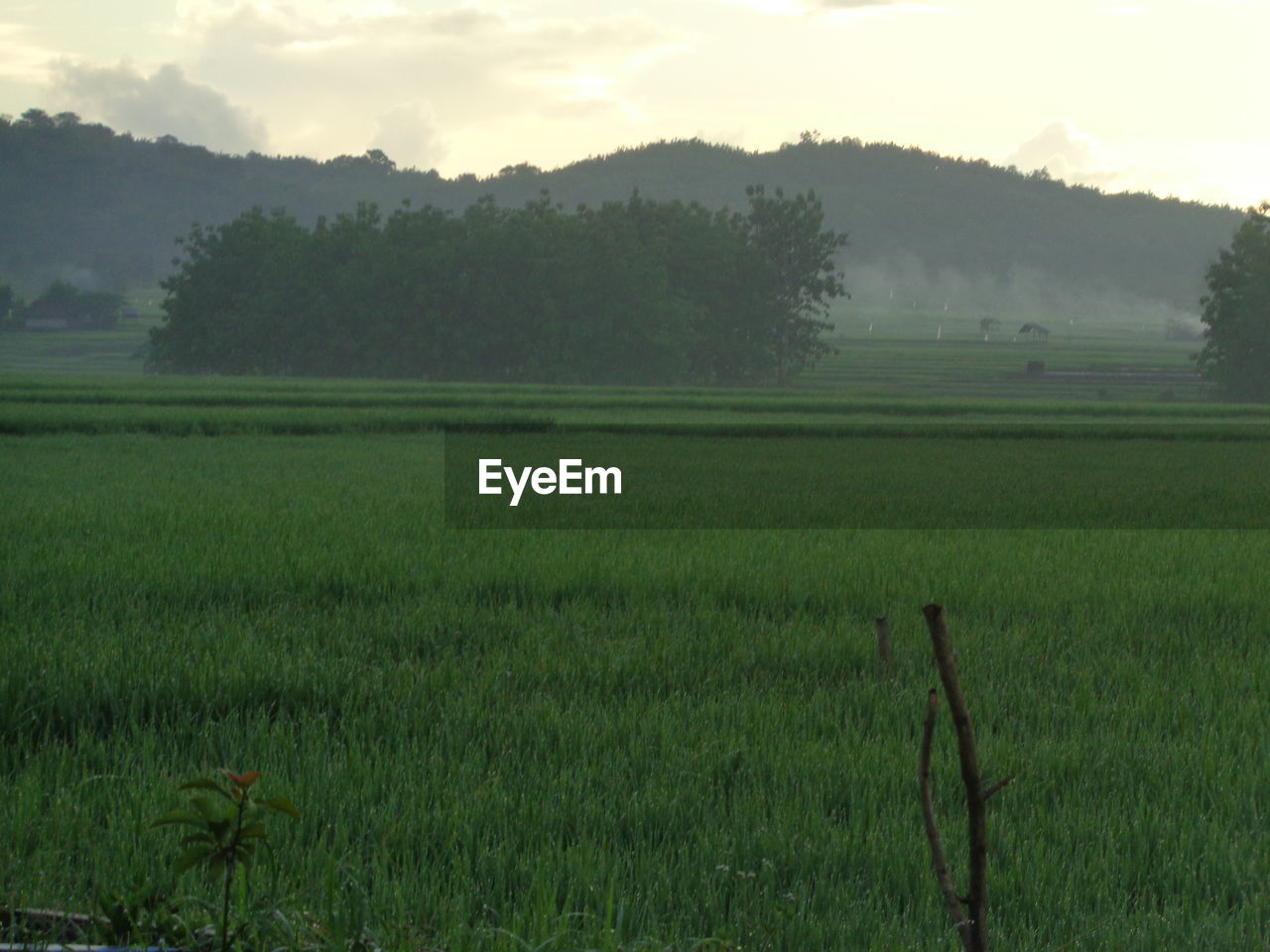 SCENIC VIEW OF AGRICULTURAL FIELD