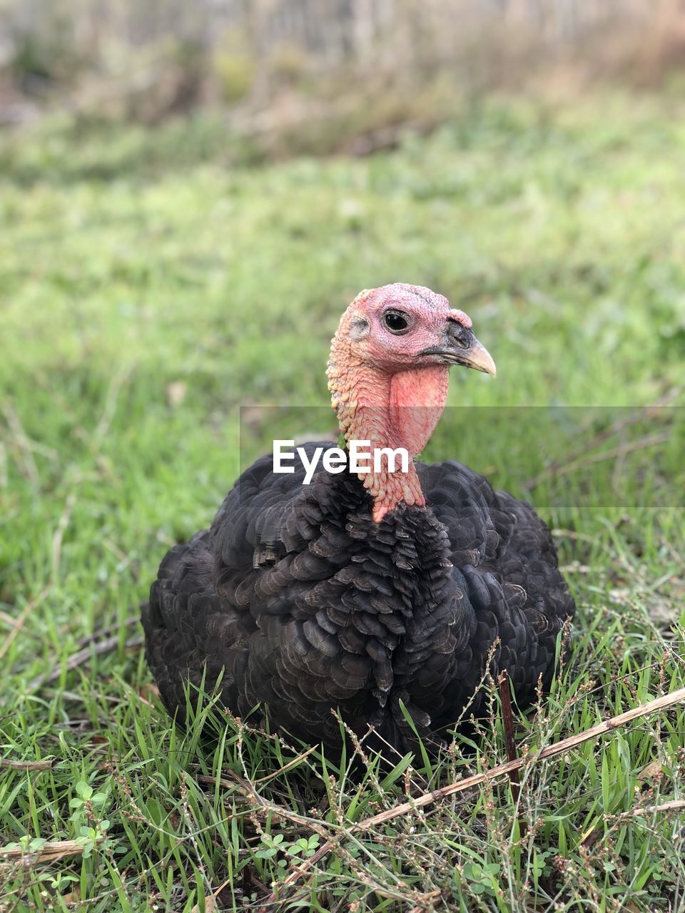 Close-up of a turkey looking away on field