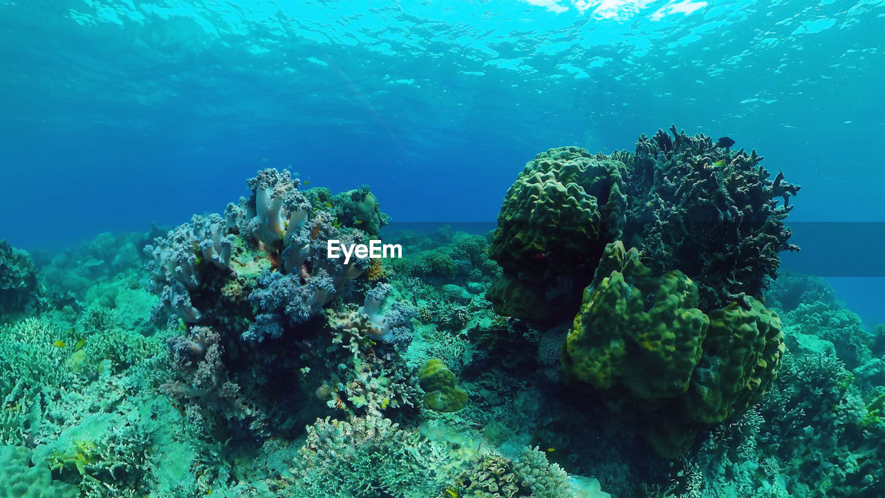 Tropical fishes and coral reef at diving. beautiful underwater world with corals and fish. panglao