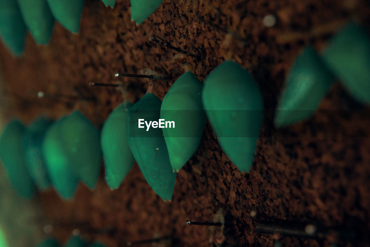 High angle view of butterfly cocoons