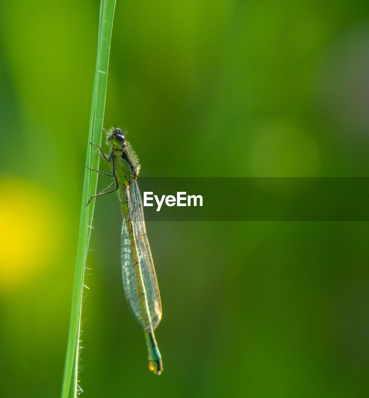 CLOSE-UP OF INSECT