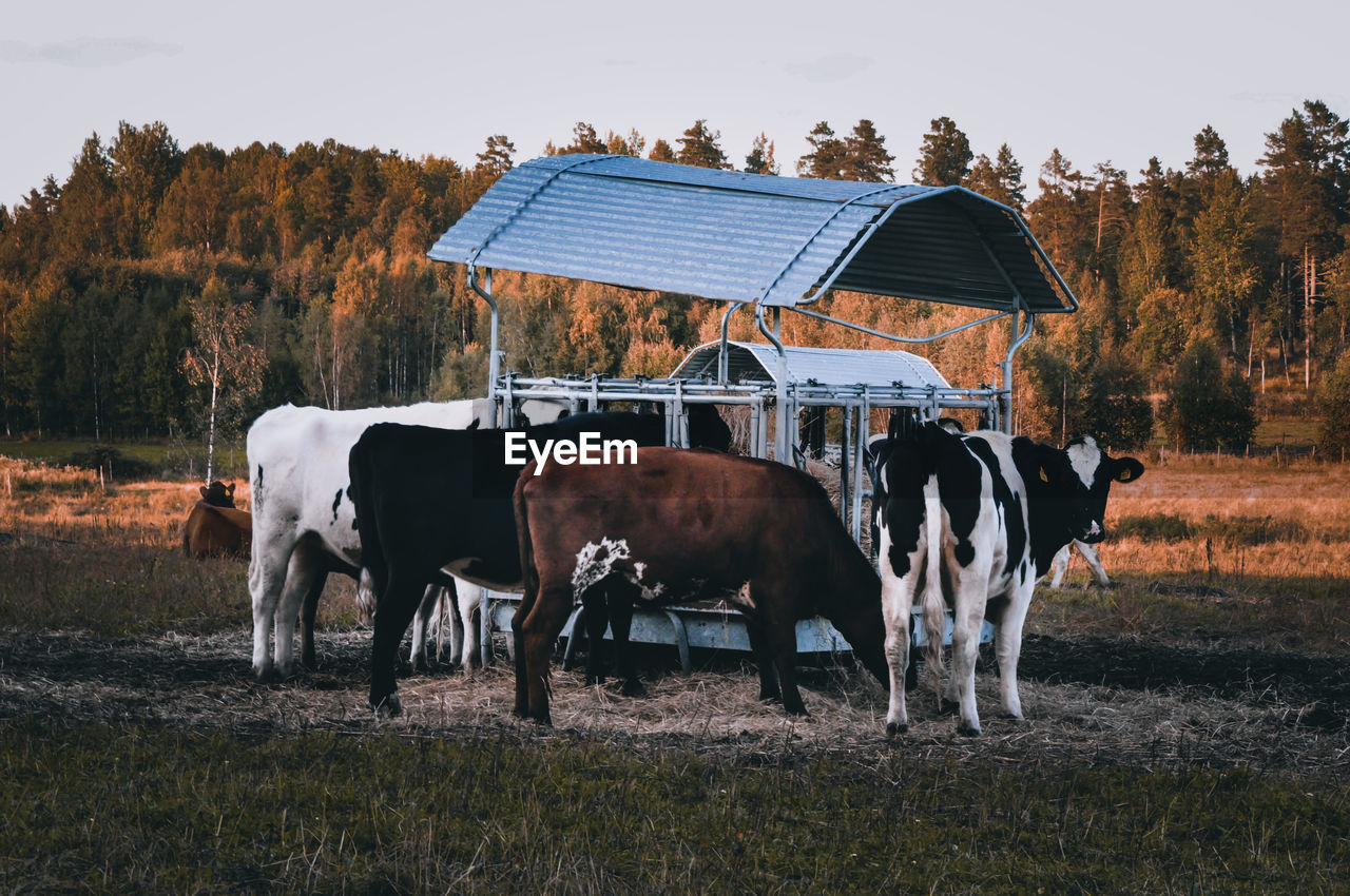 Ciws in a field