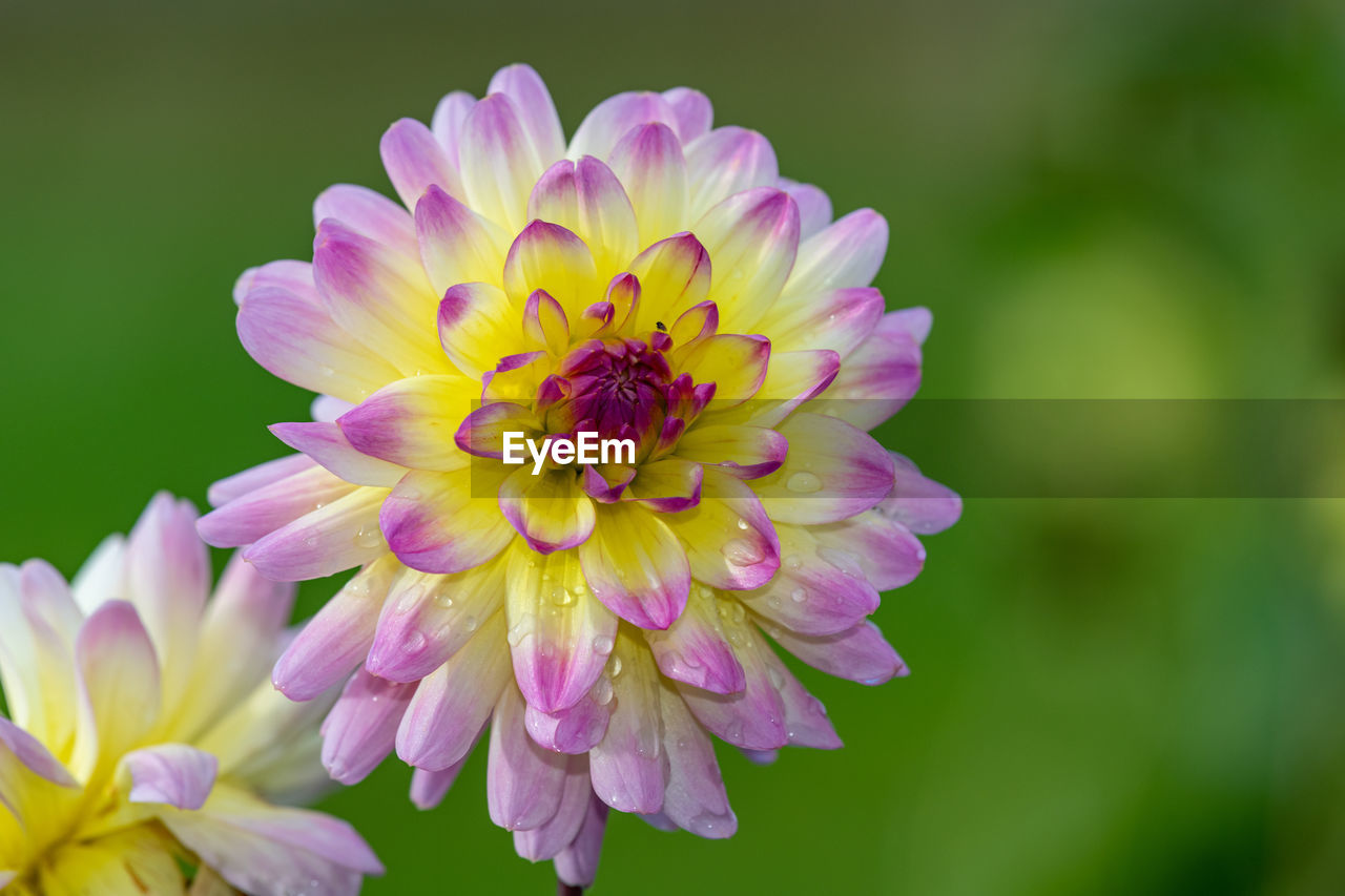 Close up of a pink and yellow dahlia in bloom
