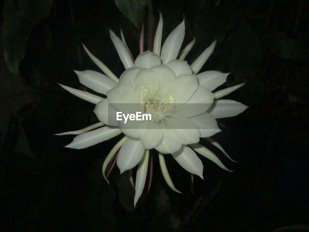 HIGH ANGLE VIEW OF FLOWER BLOOMING AGAINST BLACK BACKGROUND