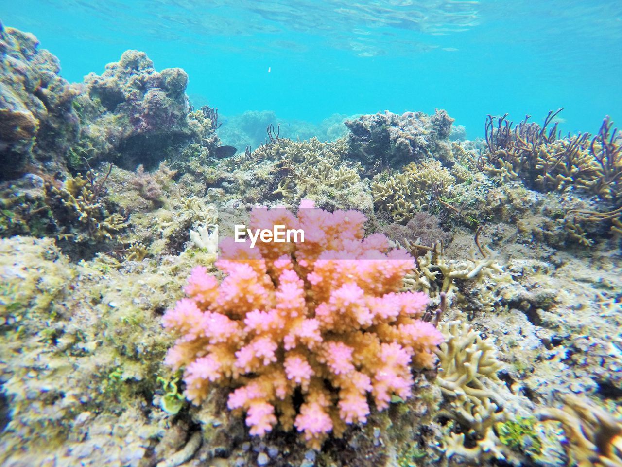 CLOSE-UP OF CORAL ON SEA