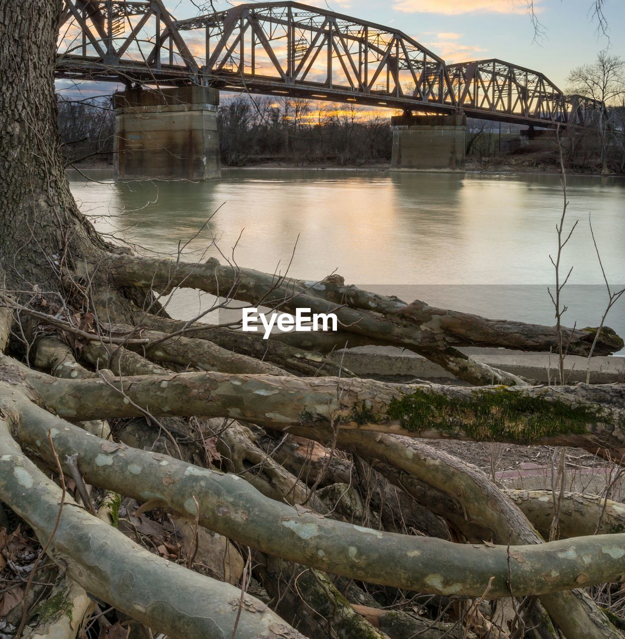 Tree roots and bridge in background