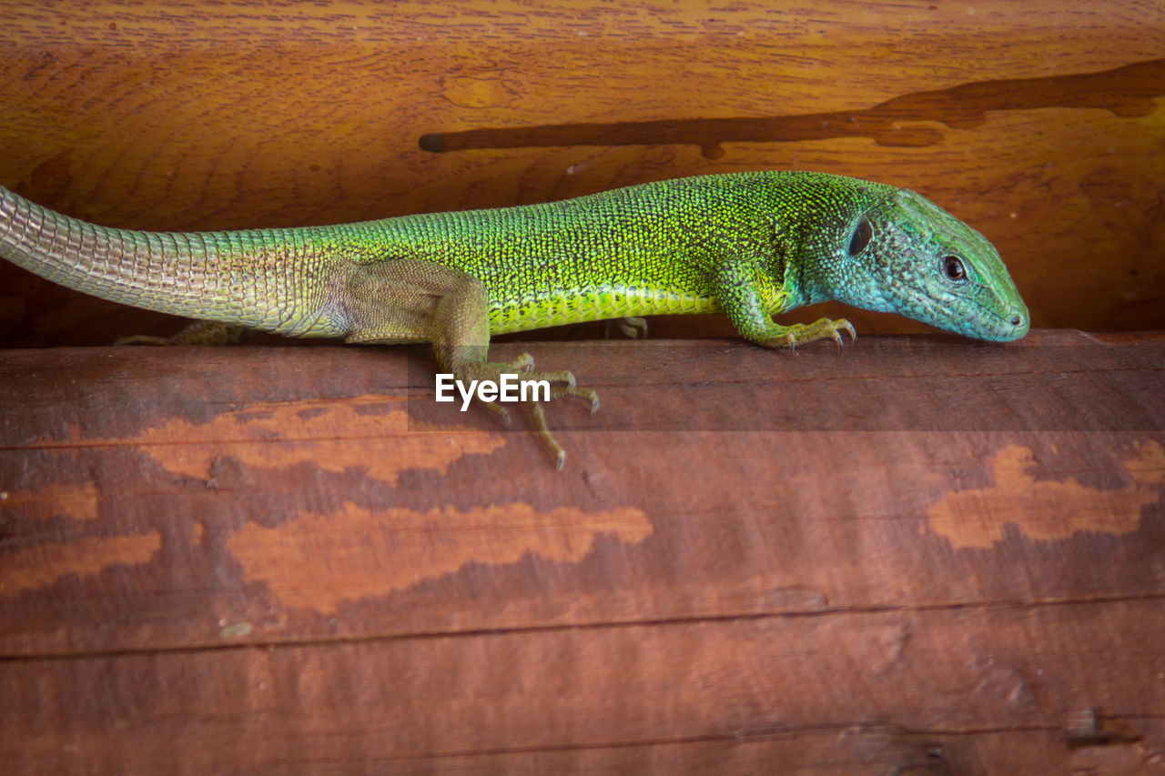 Close-up of green lizard on wood