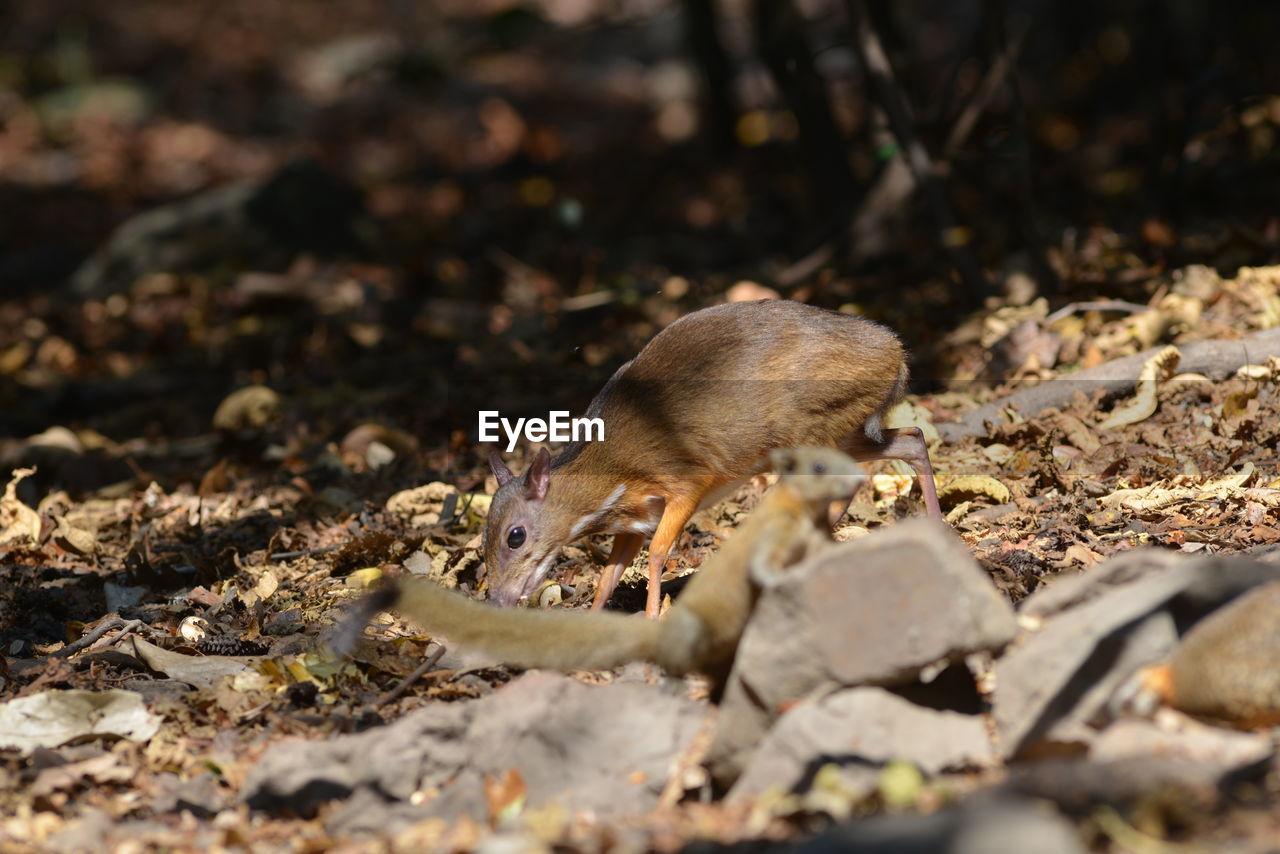 Mouse deer in nature lives in kaeng krachan thailand who are looking for food to eat naturally.