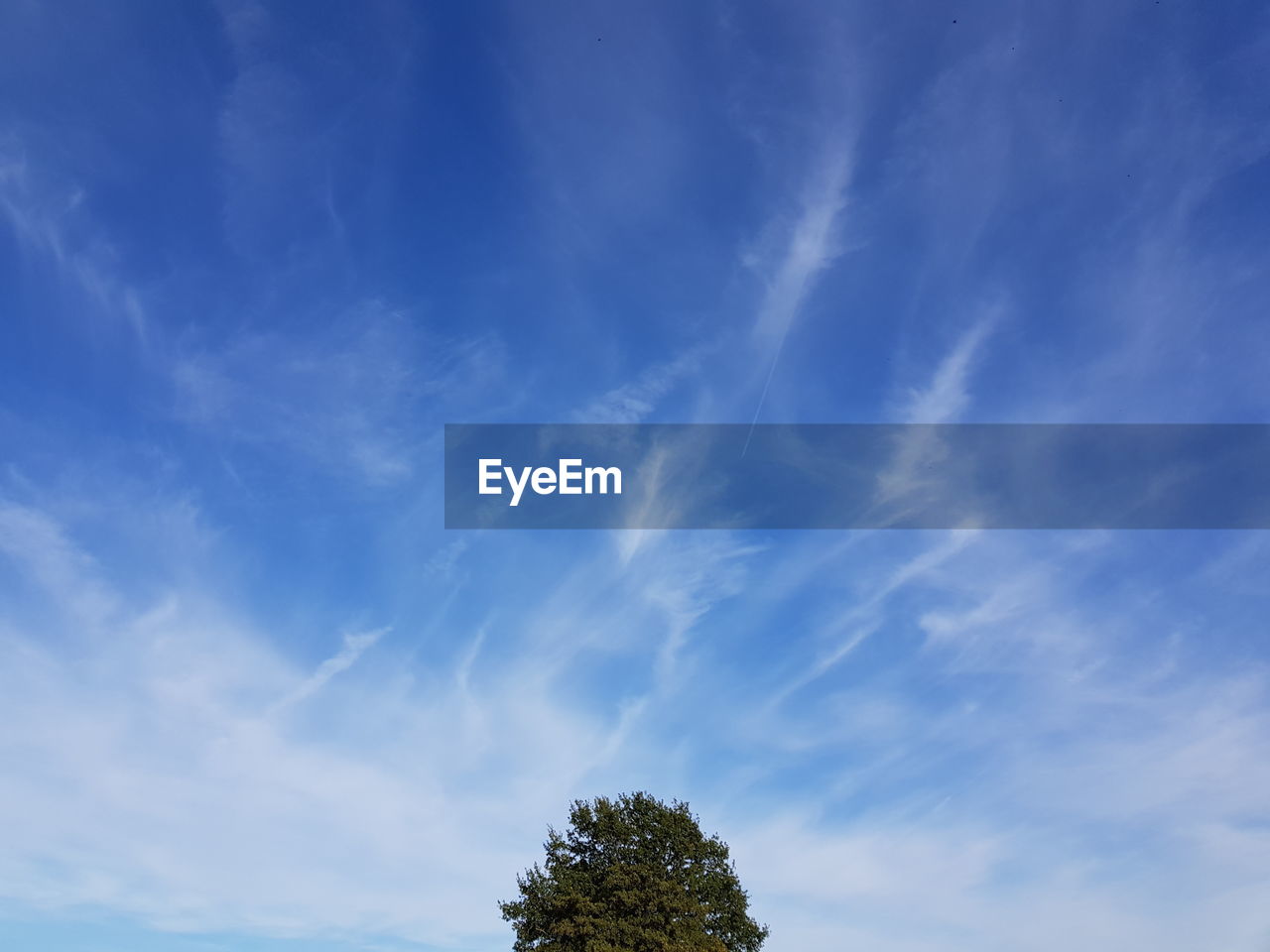 LOW ANGLE VIEW OF TREE AGAINST BLUE SKY