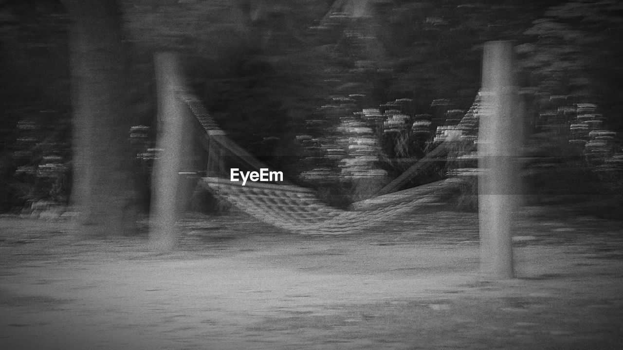 VIEW OF TREES IN FOREST