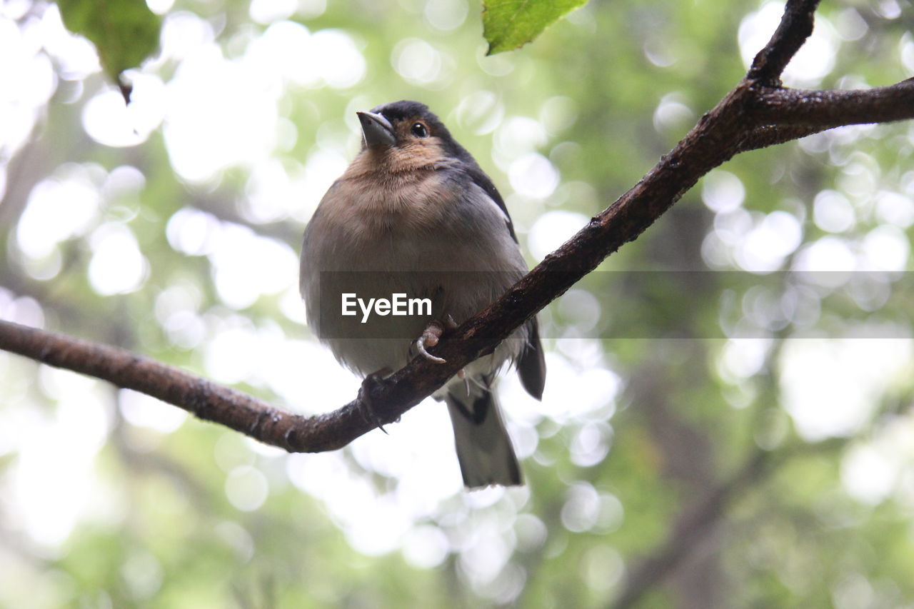 BIRD PERCHING ON BRANCH