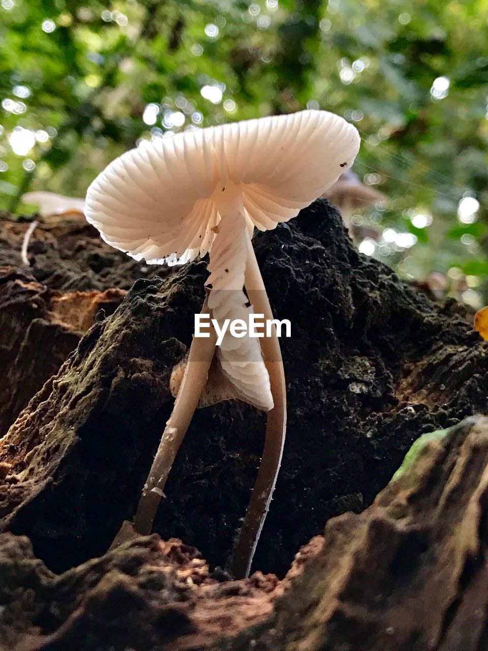 Close-up of wild mushroom growing on tree trunk