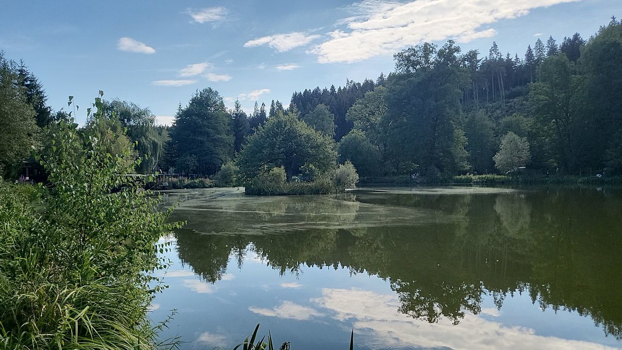 tree, water, reflection, plant, lake, nature, scenics - nature, body of water, beauty in nature, wilderness, sky, forest, tranquility, coniferous tree, pine tree, pinaceae, pine woodland, tranquil scene, environment, landscape, reservoir, no people, land, mountain, cloud, non-urban scene, travel destinations, outdoors, travel, day, autumn, woodland, idyllic, tourism, green