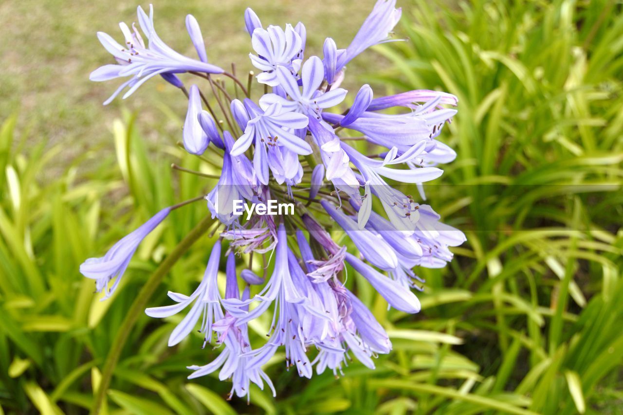 CLOSE-UP OF PURPLE FLOWERING PLANT