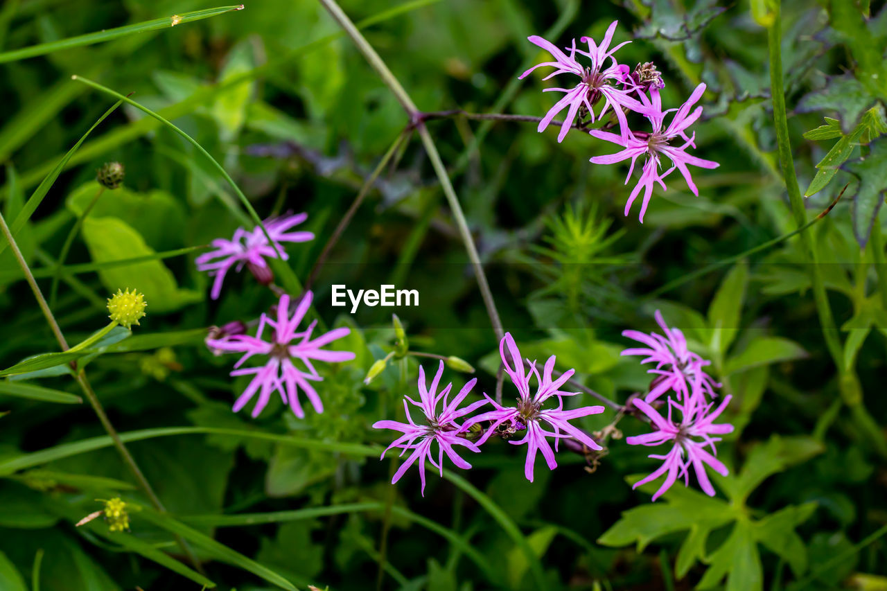 Macrophoto of flower