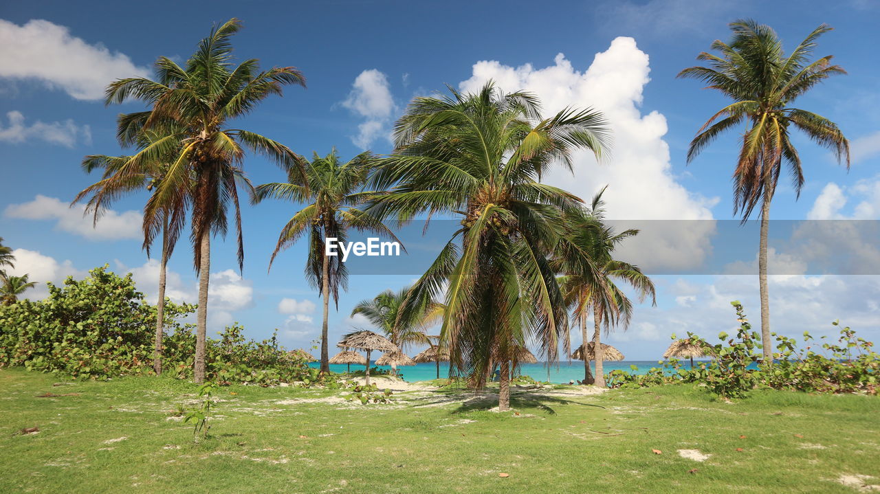 PALM TREES ON BEACH AGAINST SKY