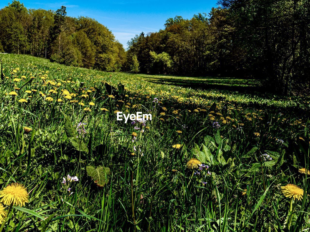 SCENIC VIEW OF GRASSY FIELD AND TREES