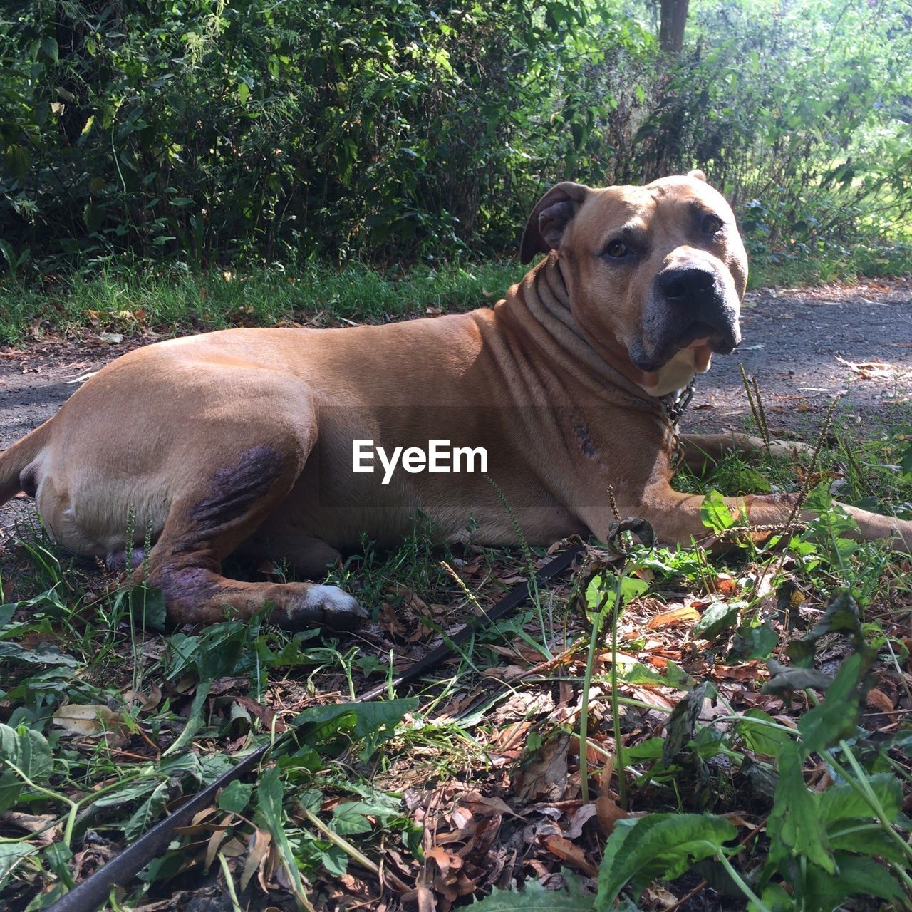 Close-up portrait of dog relaxing on field